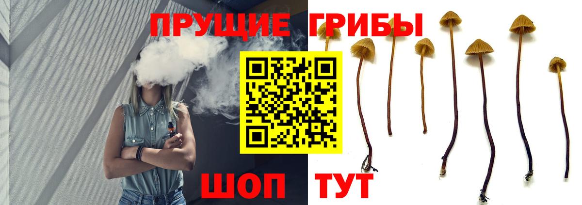 Волхов  Галлюциногенные грибы прущие грибы  Вход с VPN  купить наркоту  Галлюциногенные грибы Psilocybe 